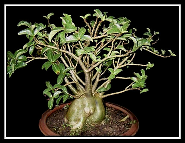 Adenium Thai Socotranum \'Golden Bell\' 5 Seeds